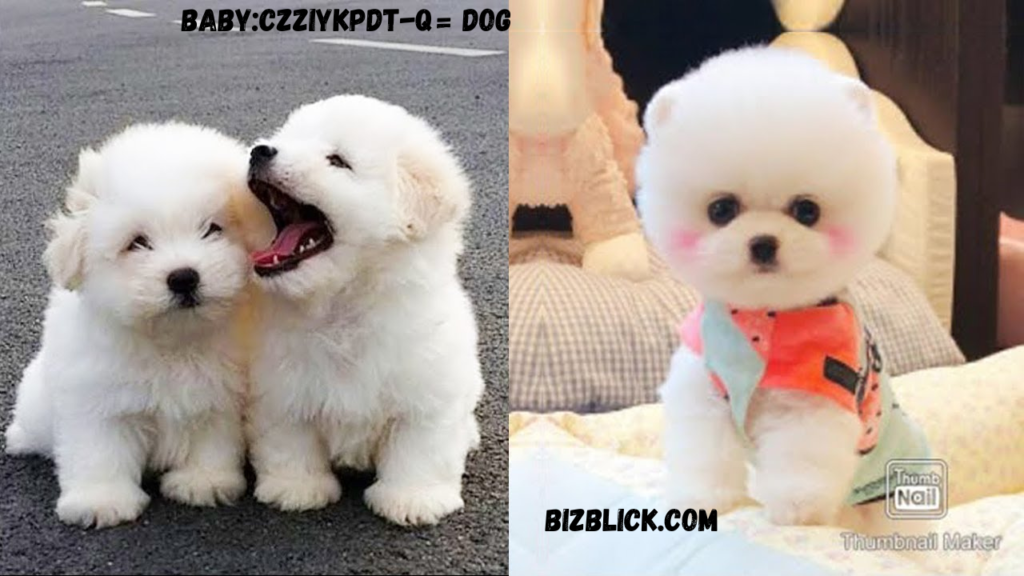 baby:czziykpdt-q= dog