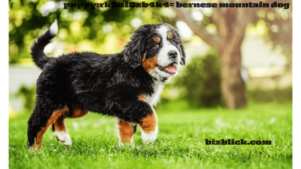 puppy:rk5nf8zb4k4= bernese mountain dog